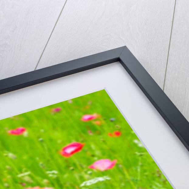 Meadow flowers by Assaf Frank